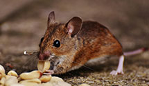 Find Exterminators in Nolan County